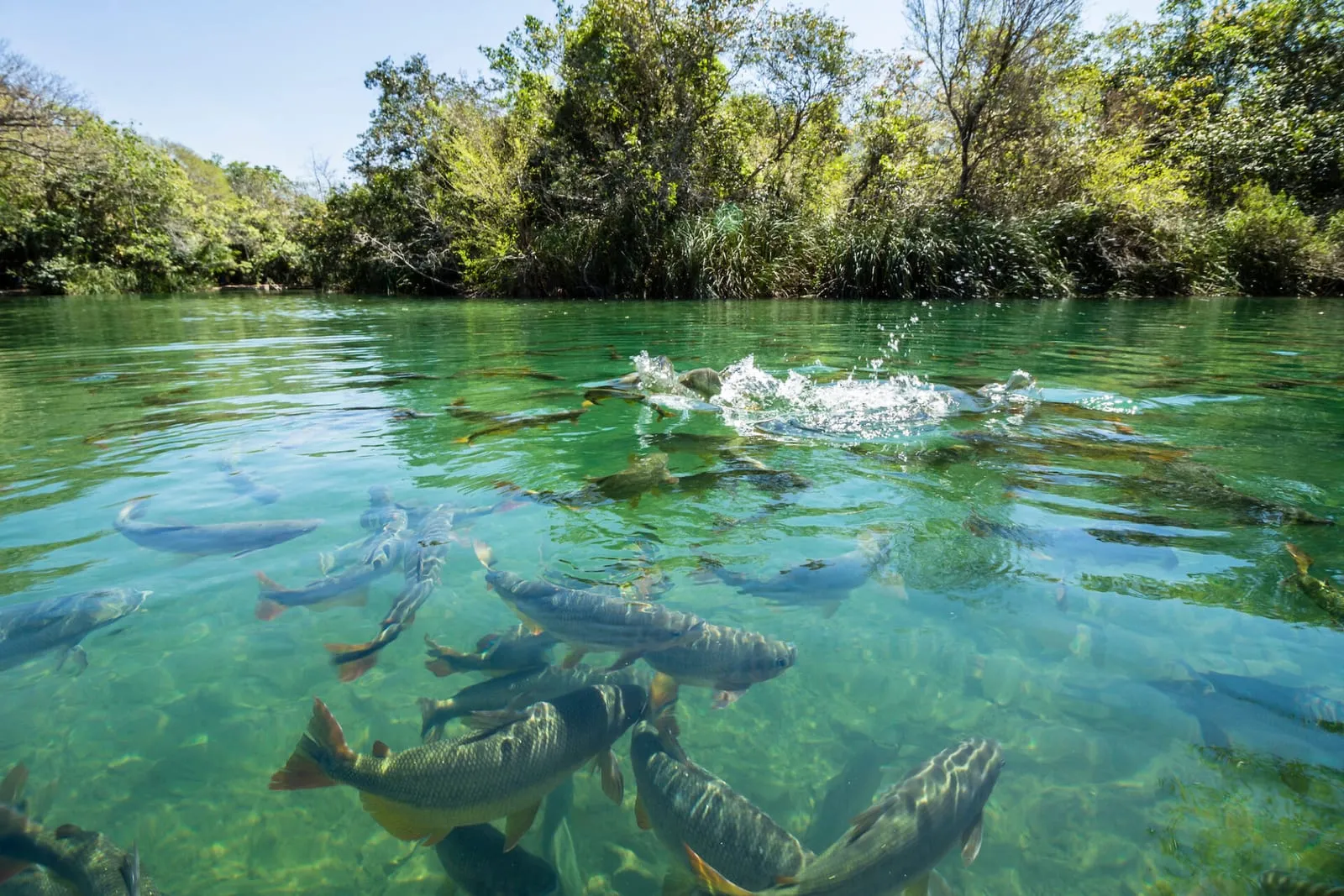 Fish in a river