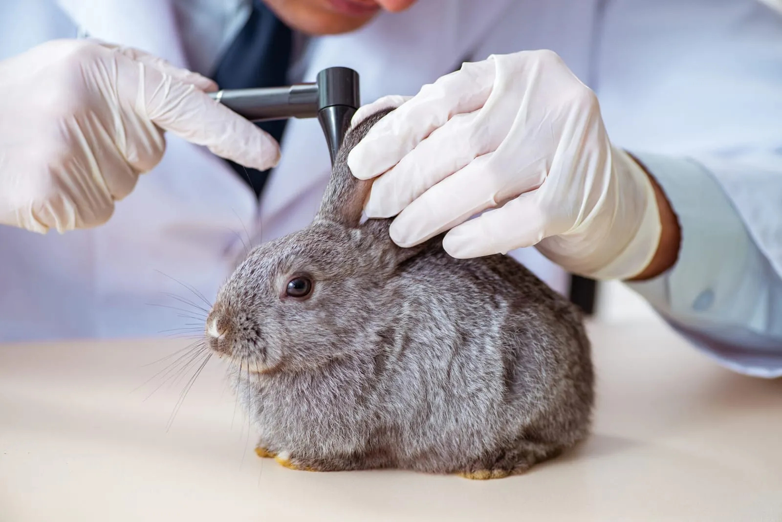 Rabbit ear being inspected by vet