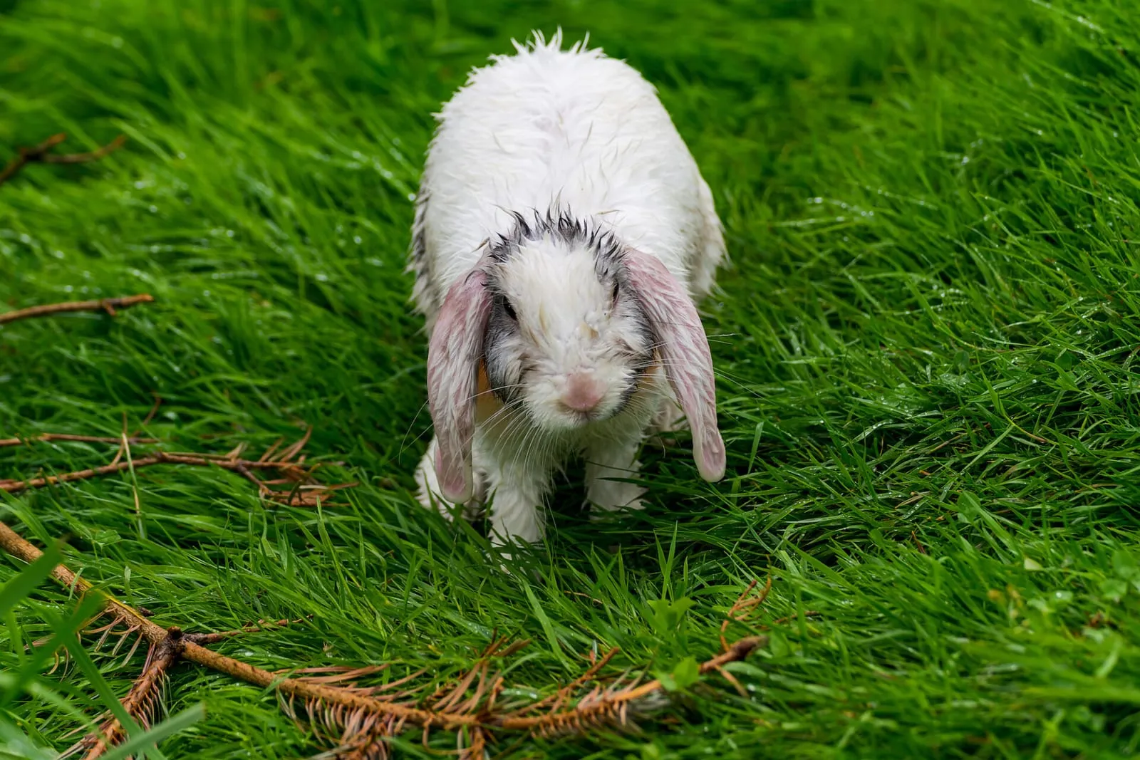 Rabbit looking wet
