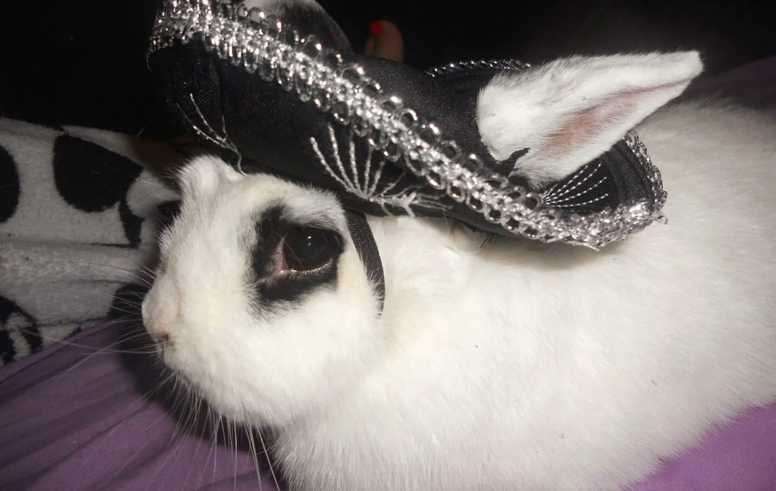 Rabbit wearing hat with ear holes