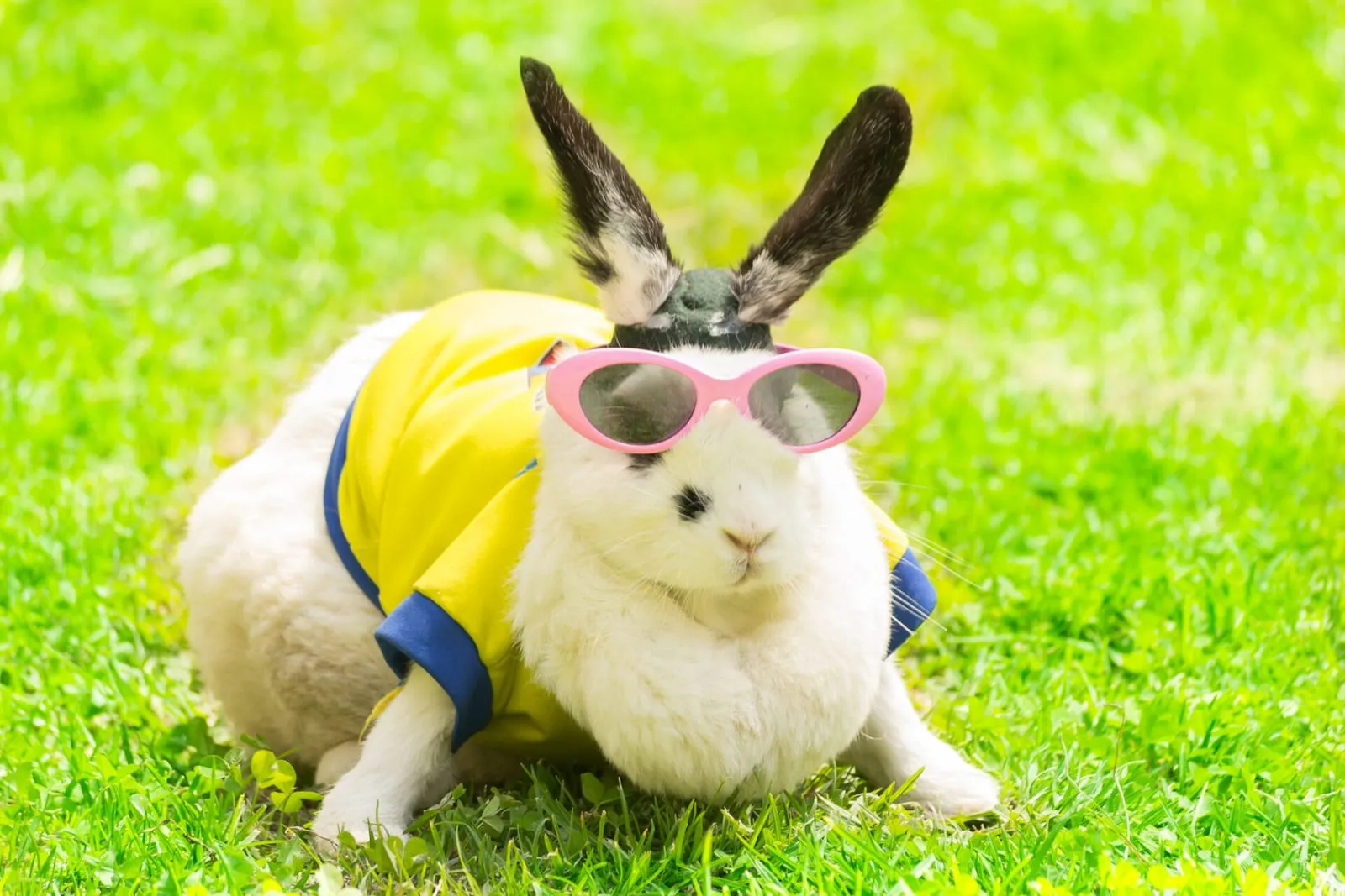 Rabbit wearing sunglasses