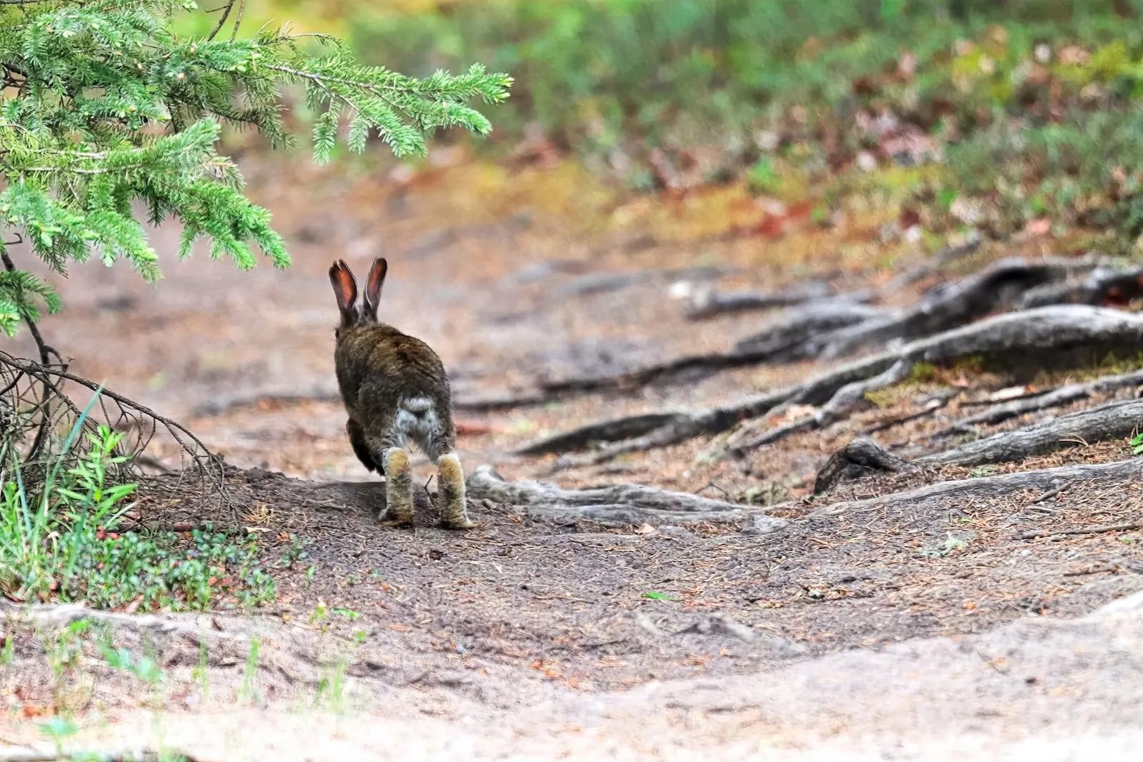 Rabbit hopping away on a gravel path