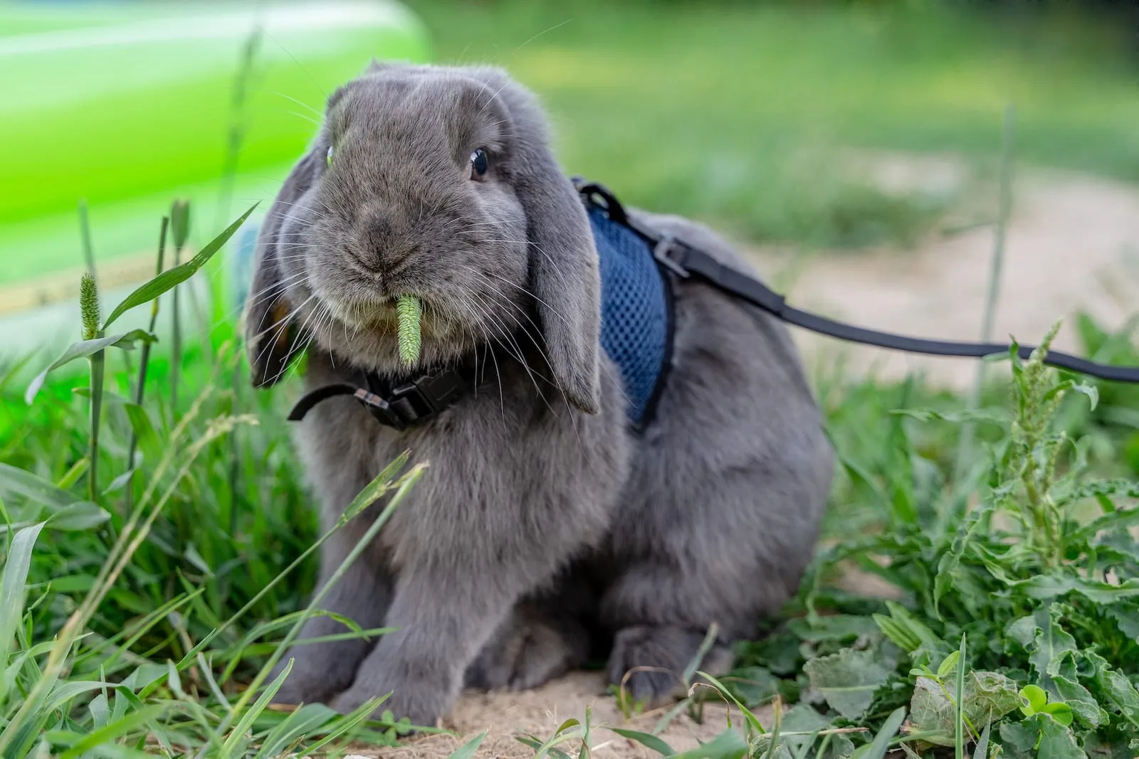 Rabbit sitting on grass with harness