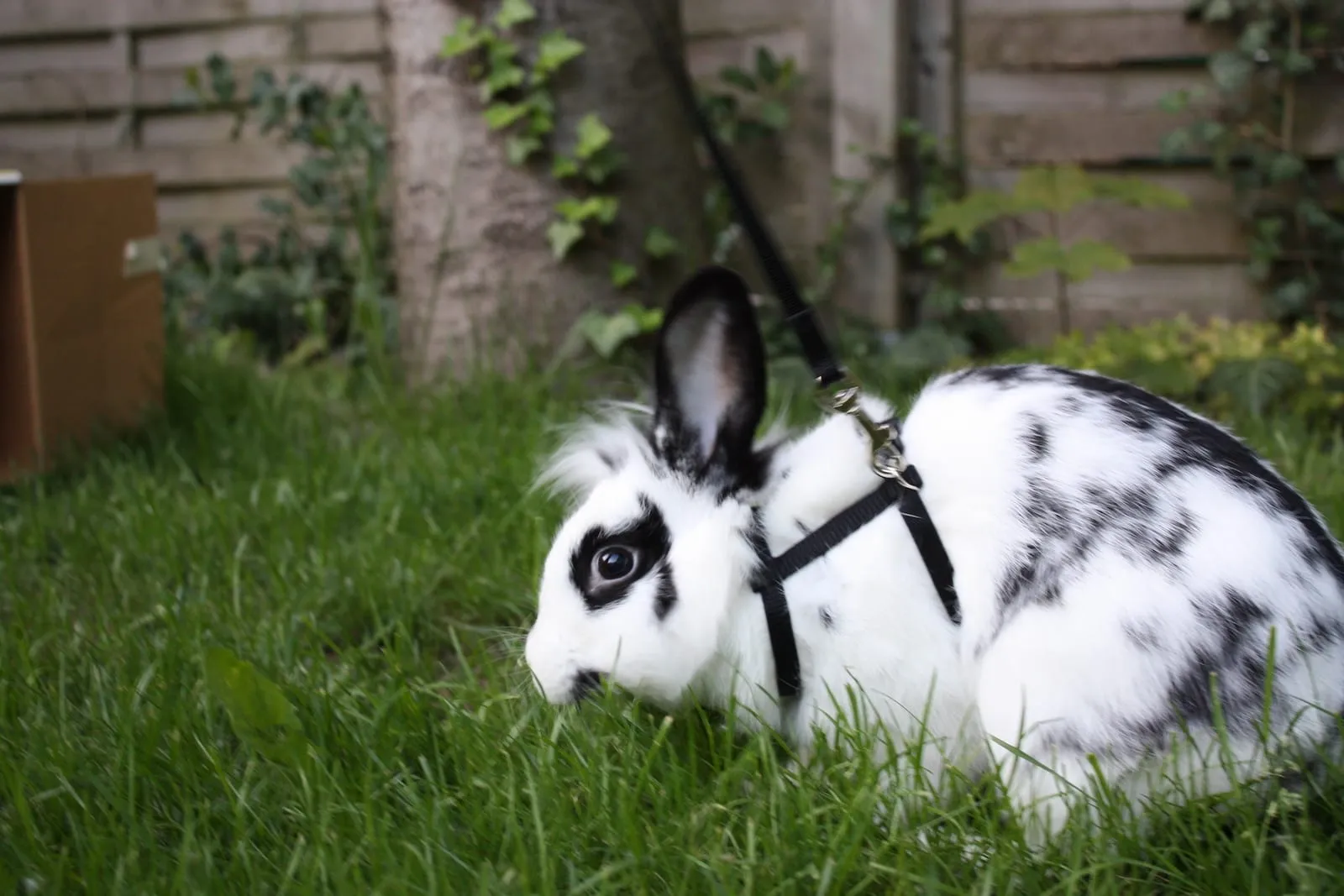 Rabbit on a leash outside