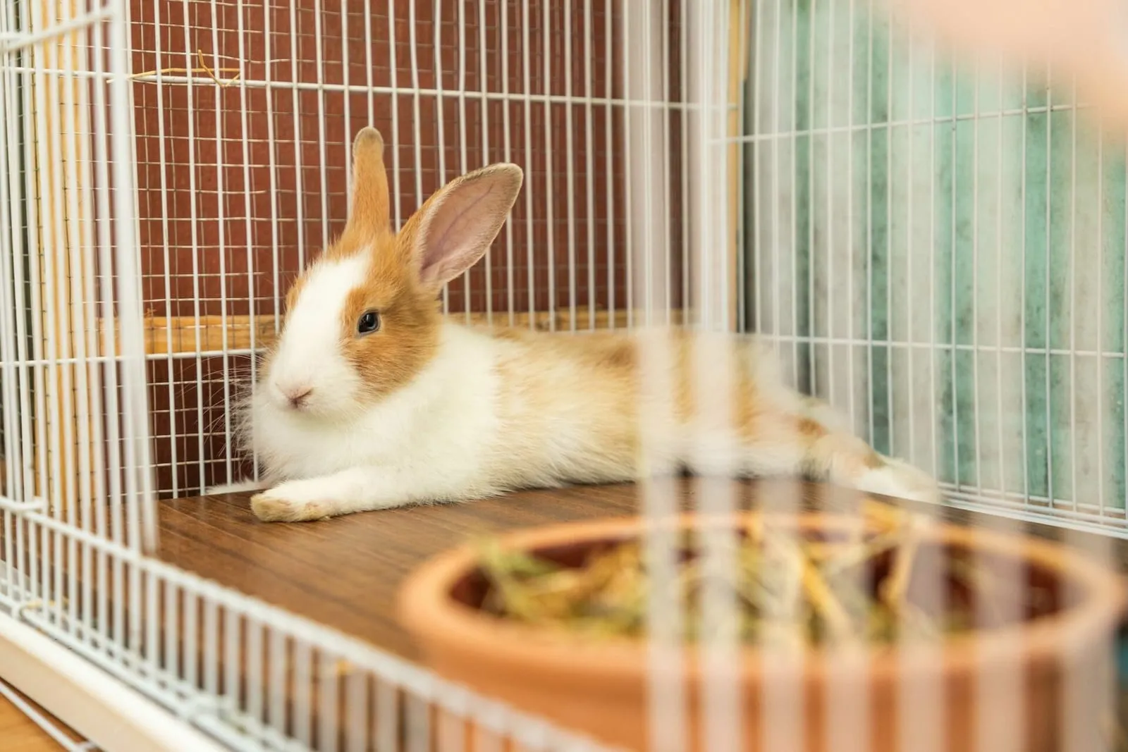 Bunny lying down in a cage