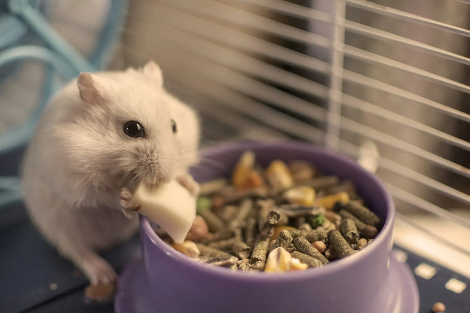 Rabbit eating a chunk of cheese from its bowl
