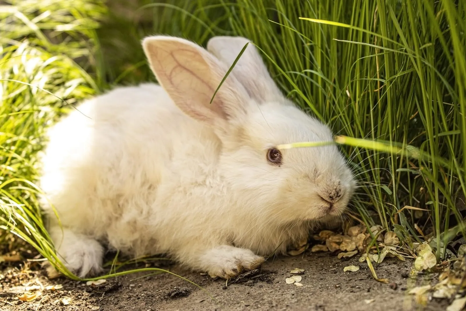 Dirty rabbit next to some grass