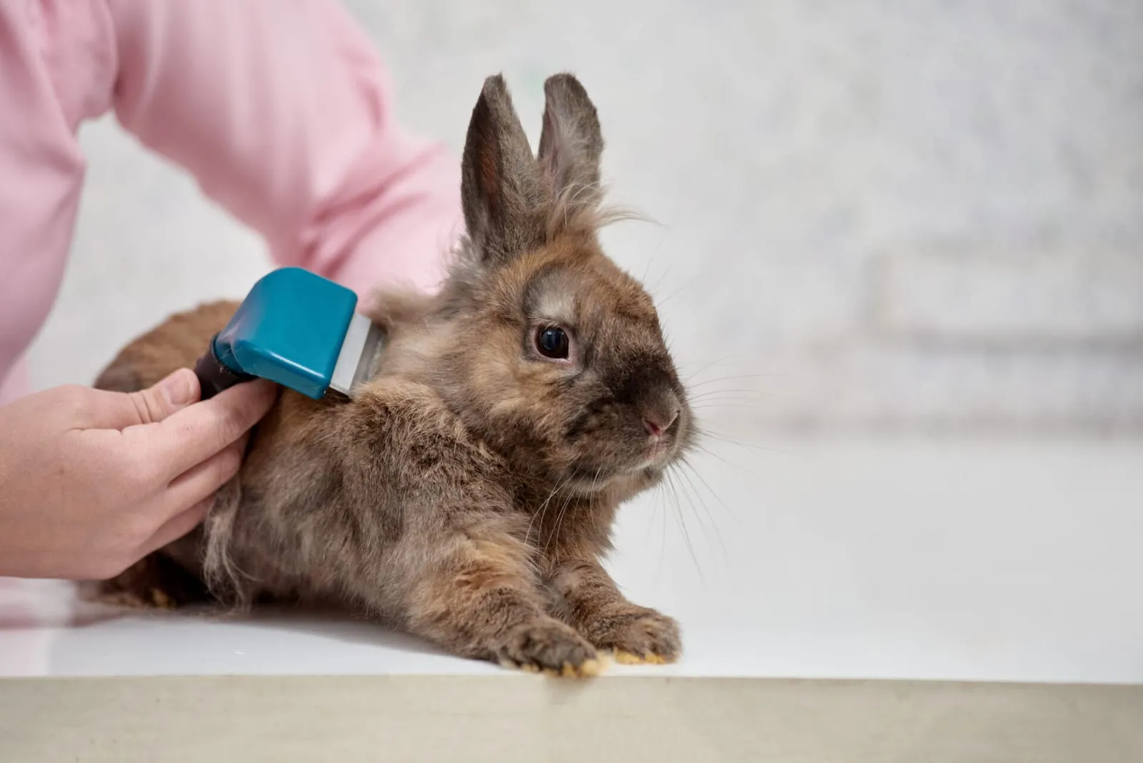 Rabbit being groomed by a vet