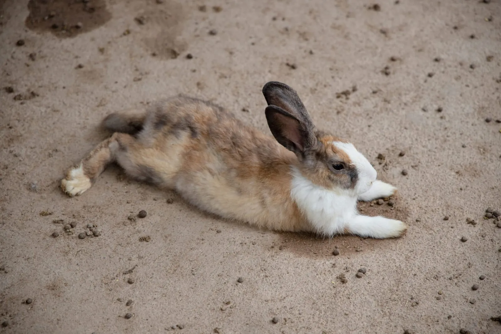 Rabbit lying down on ground with feces and urine