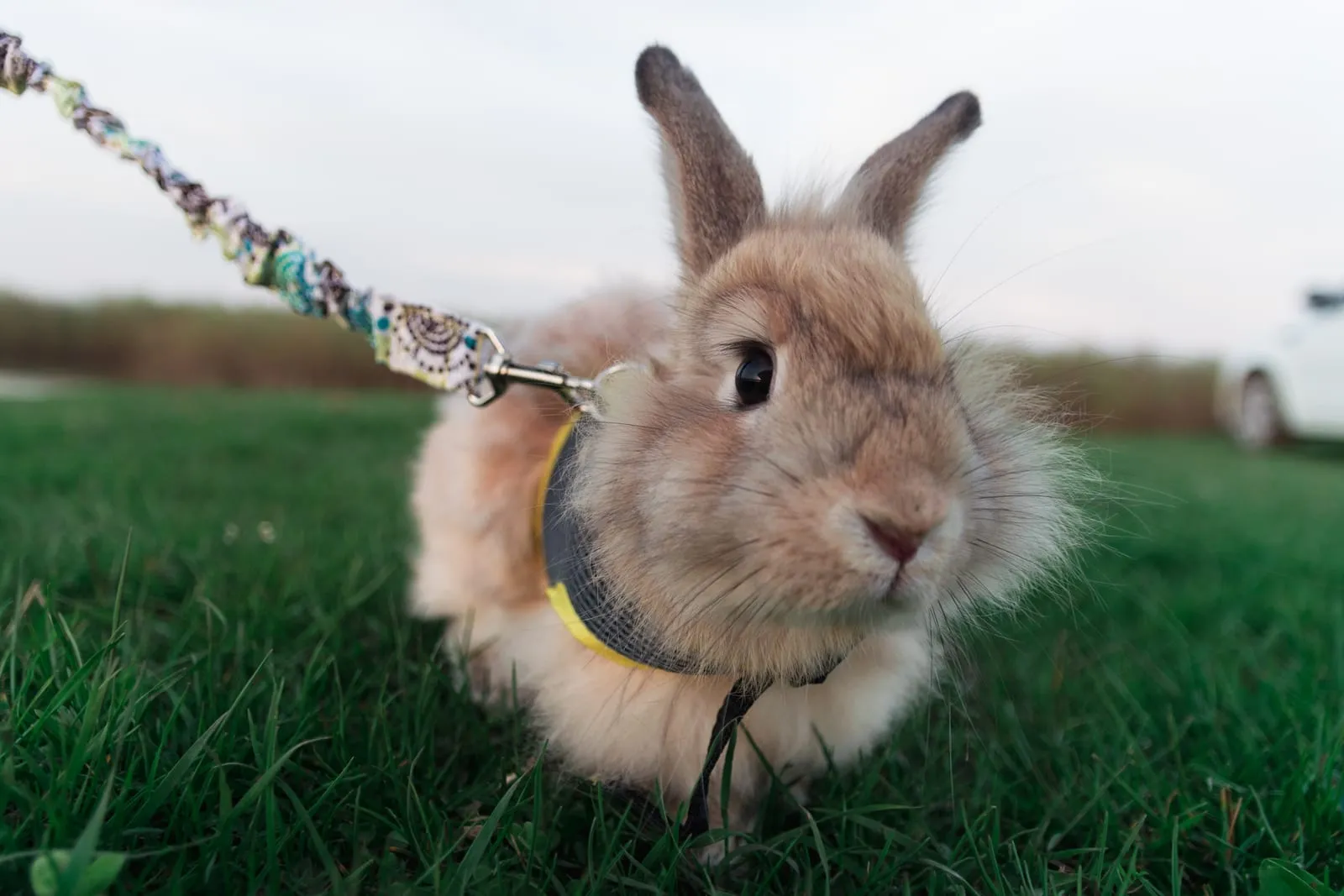 Closeup of a rabbit in a harness