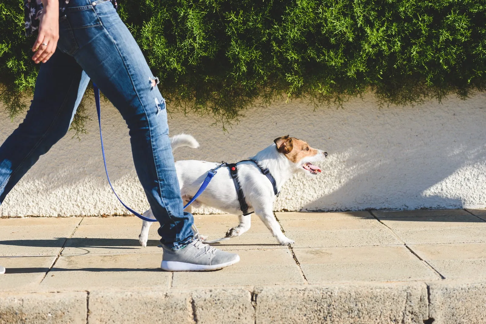 Man walking a dog