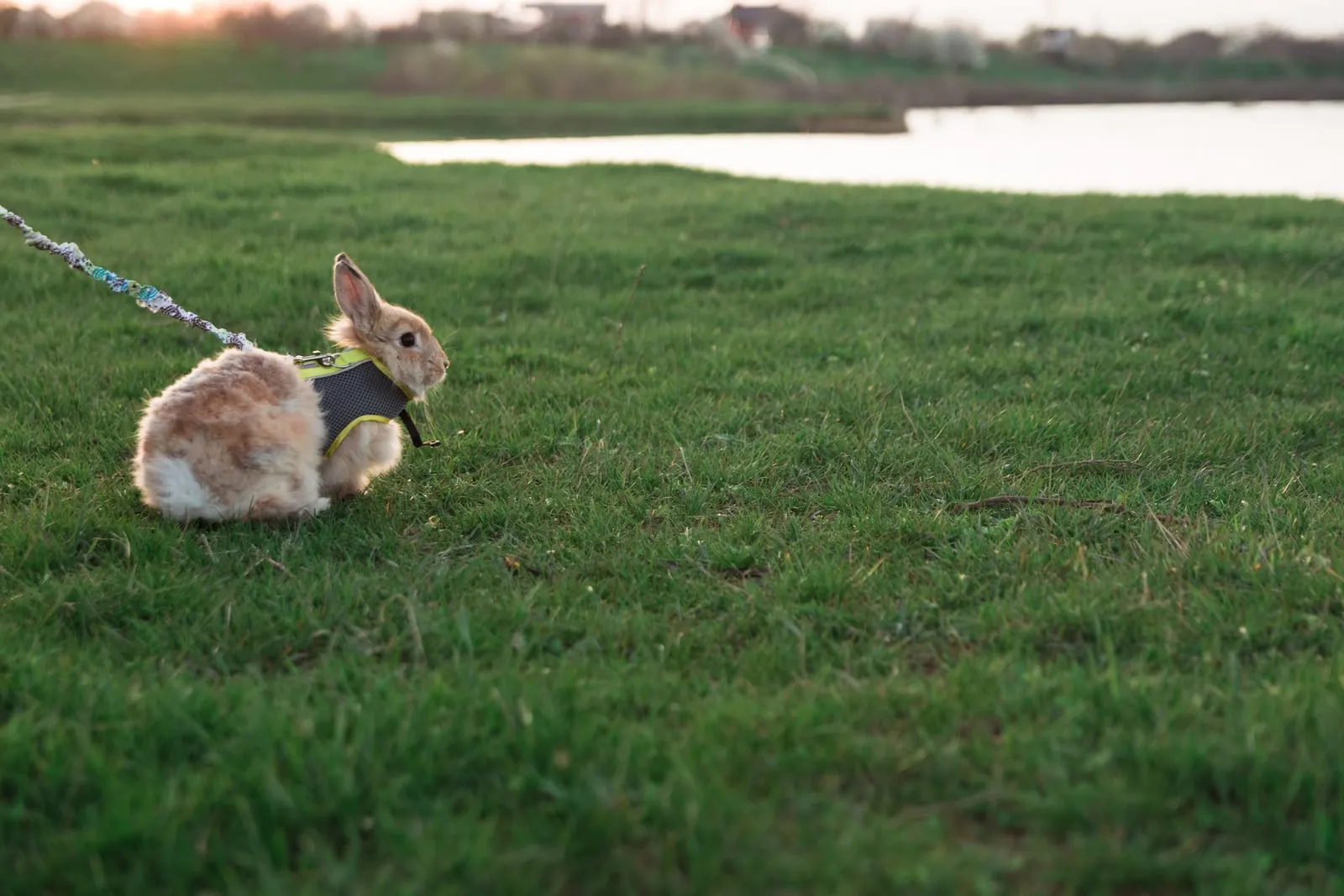 Rabbit sitting on a field next to a lake with a harness on