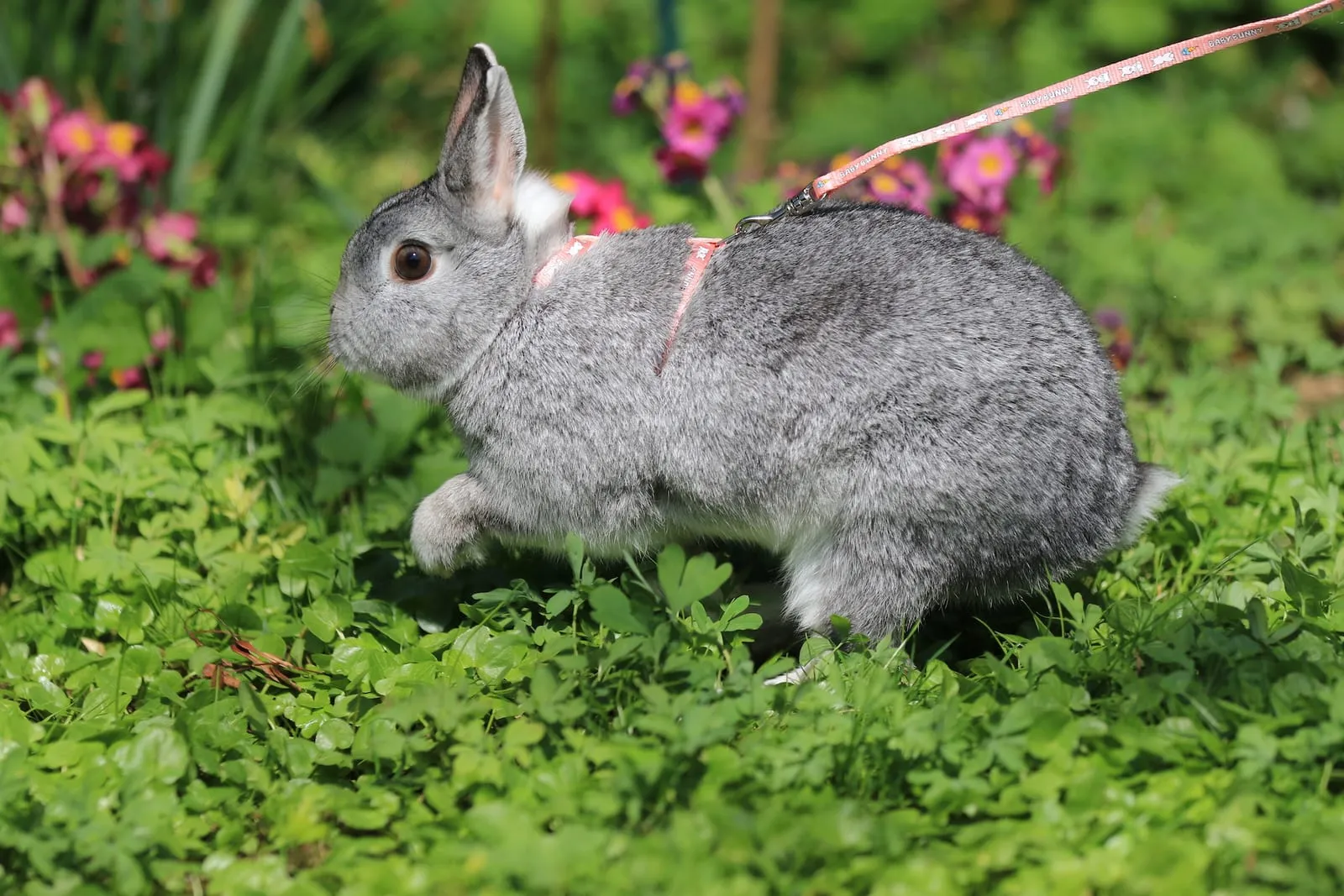 Rabbit walking in a harness
