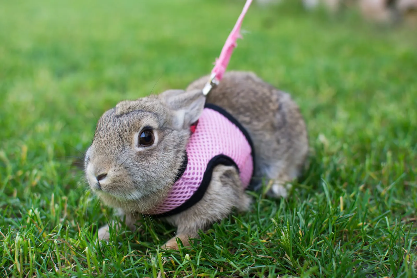 Rabbit on a leashed harness