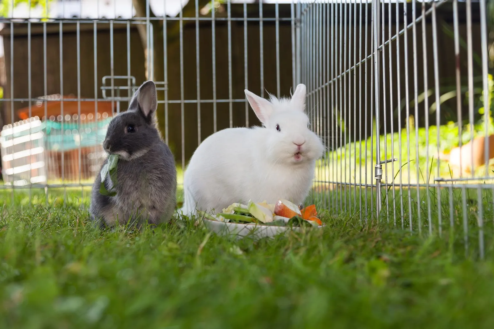 Rabbits eating in an outside enclosure