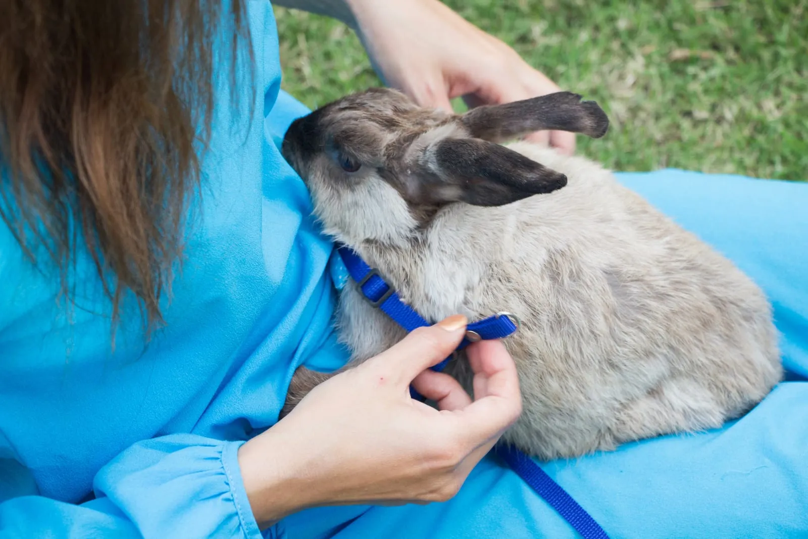 Woman putting a leash on a rabbit