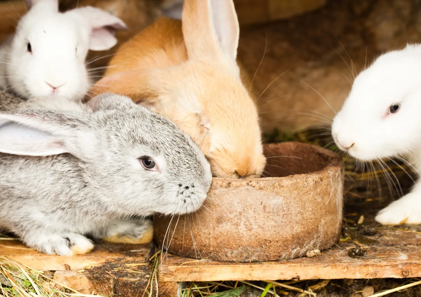 Bunch of rabbits eating from bowl