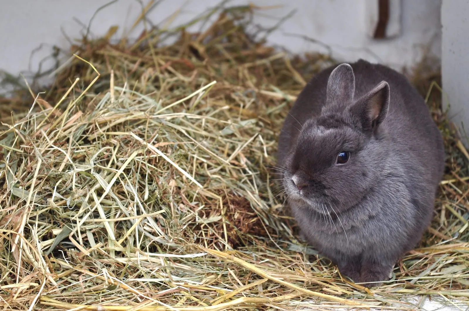 Grey rabbit with hay