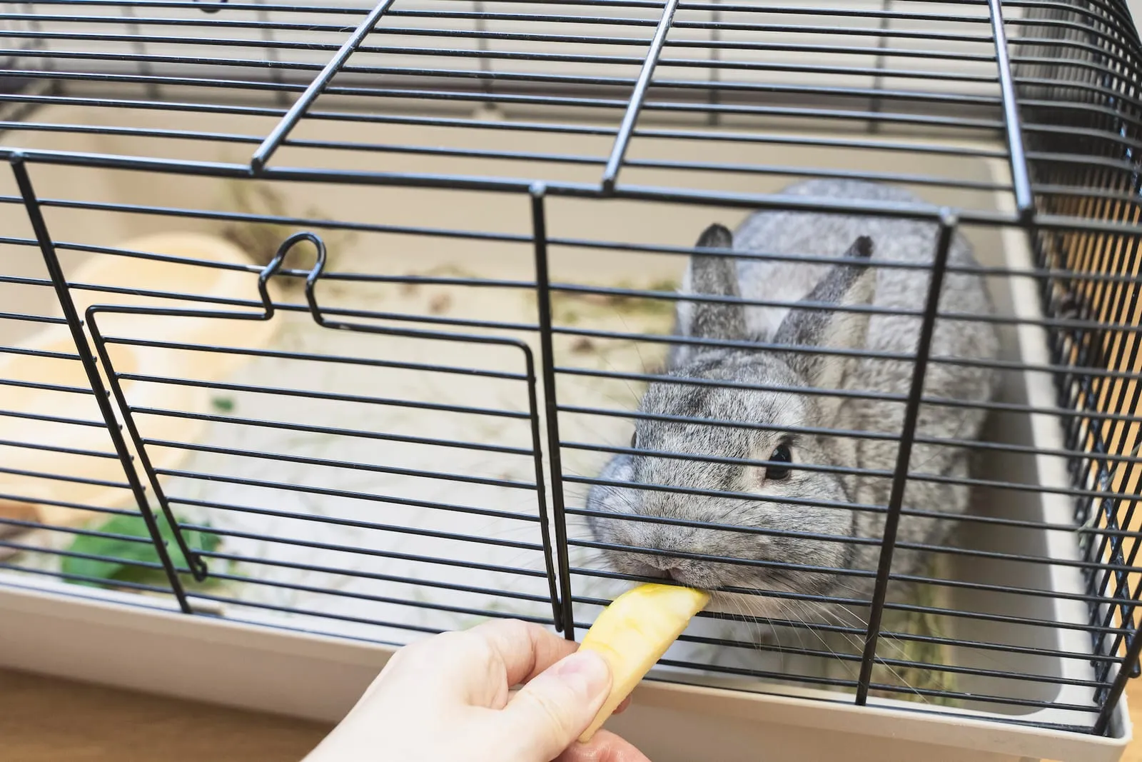 Rabbit in cage being fed apple slice