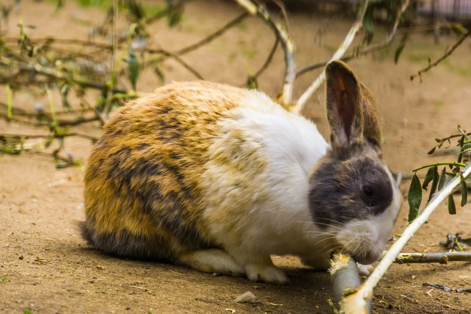Closeup of a rabbit chewing a branch