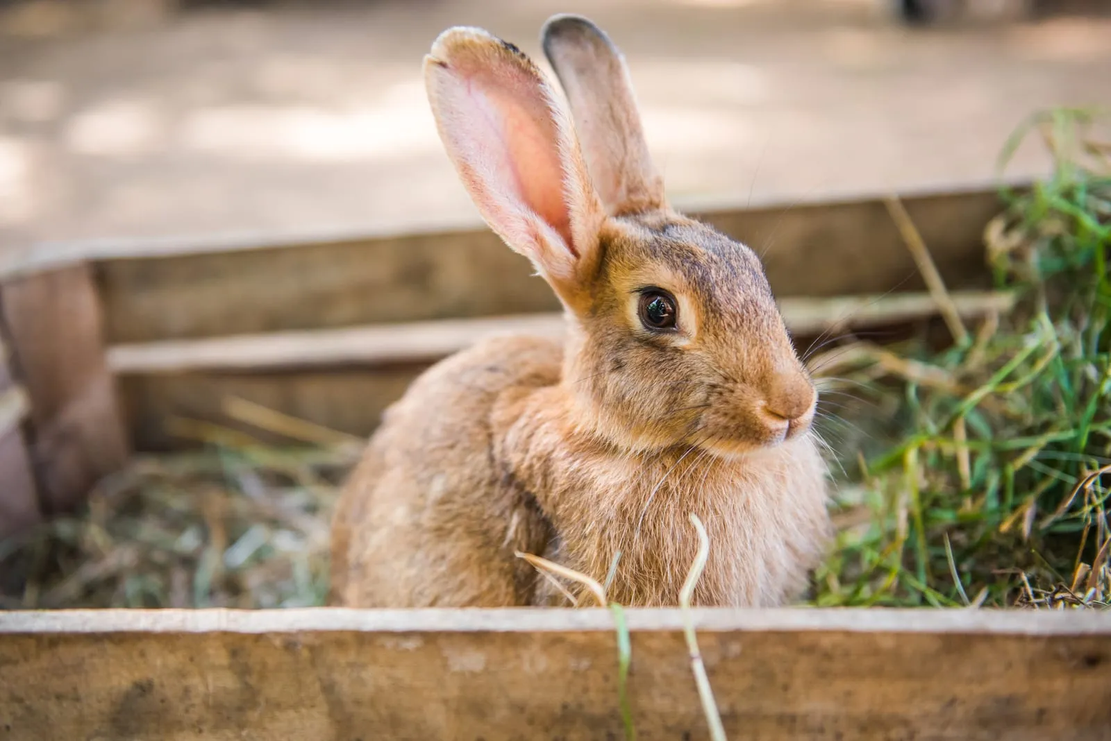 Rabbit sitting in a wooden box with hay
