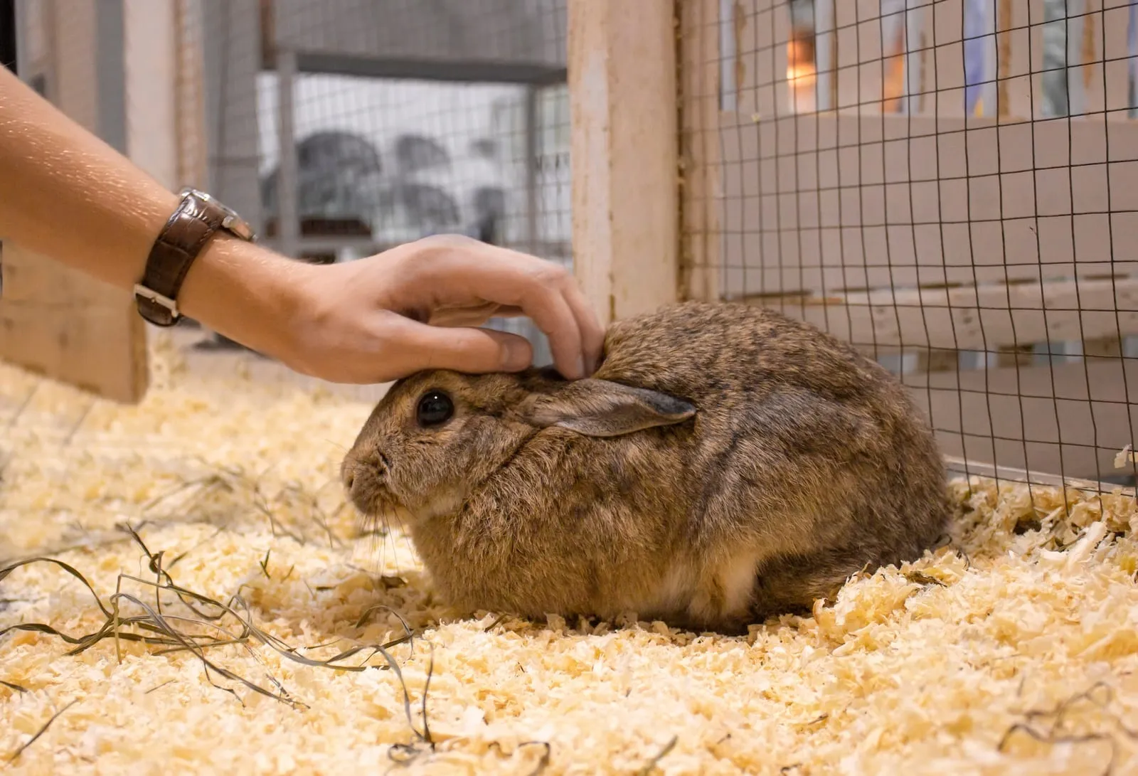 Frightened rabbit being stroked