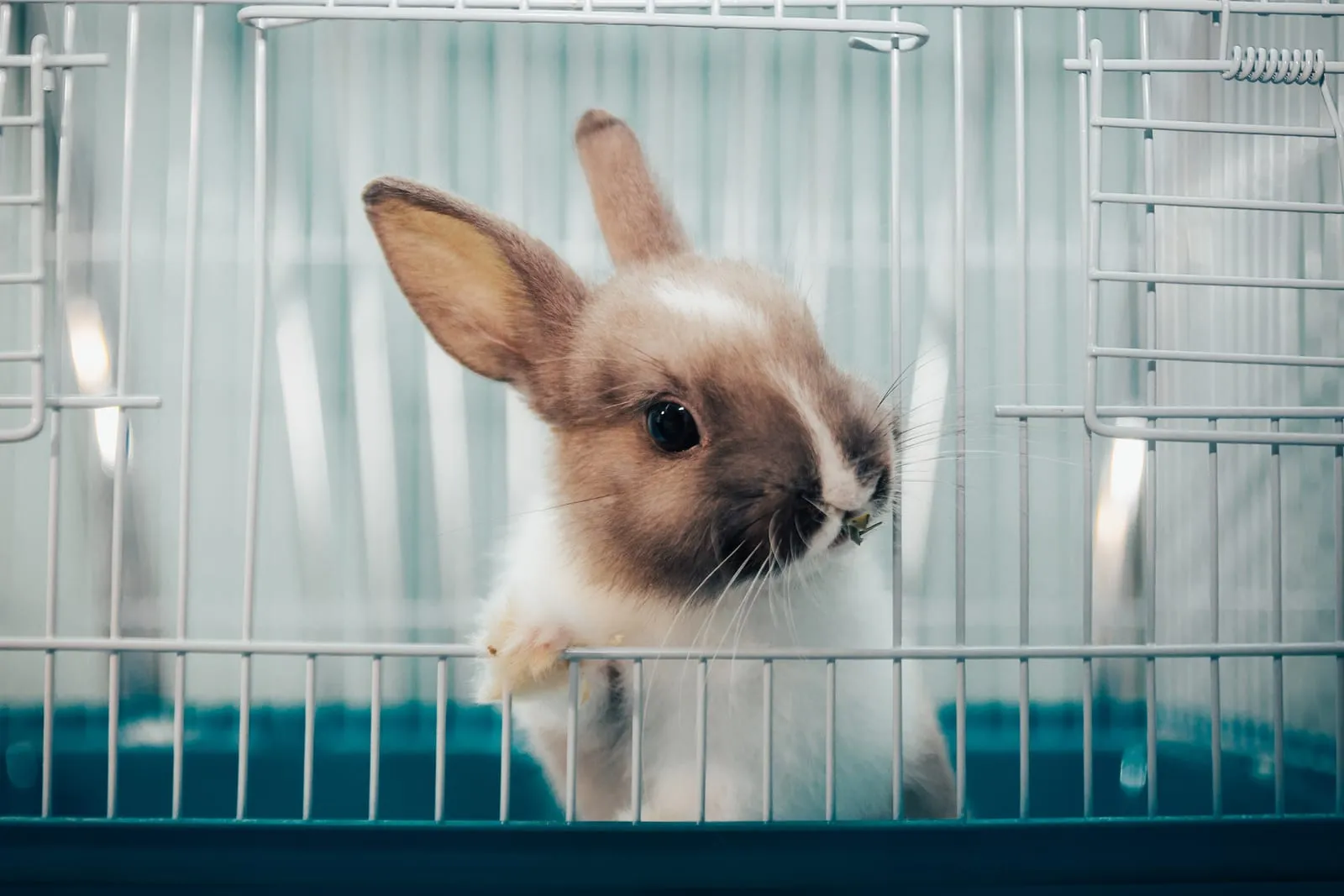 Little rabbit peeking out of a cage