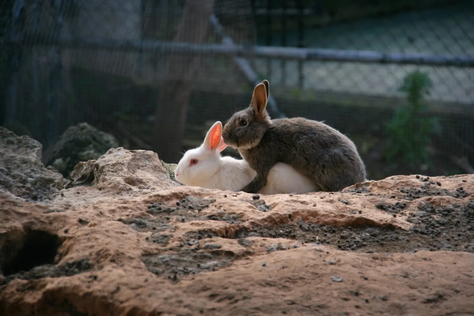 Mating rabbits