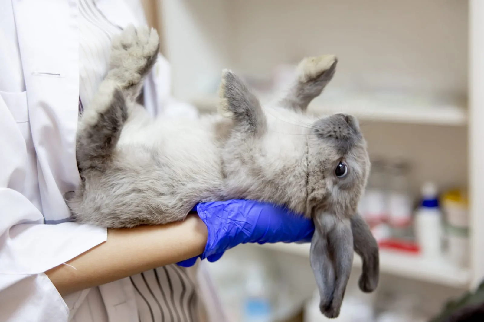 Rabbit being examined by a vet