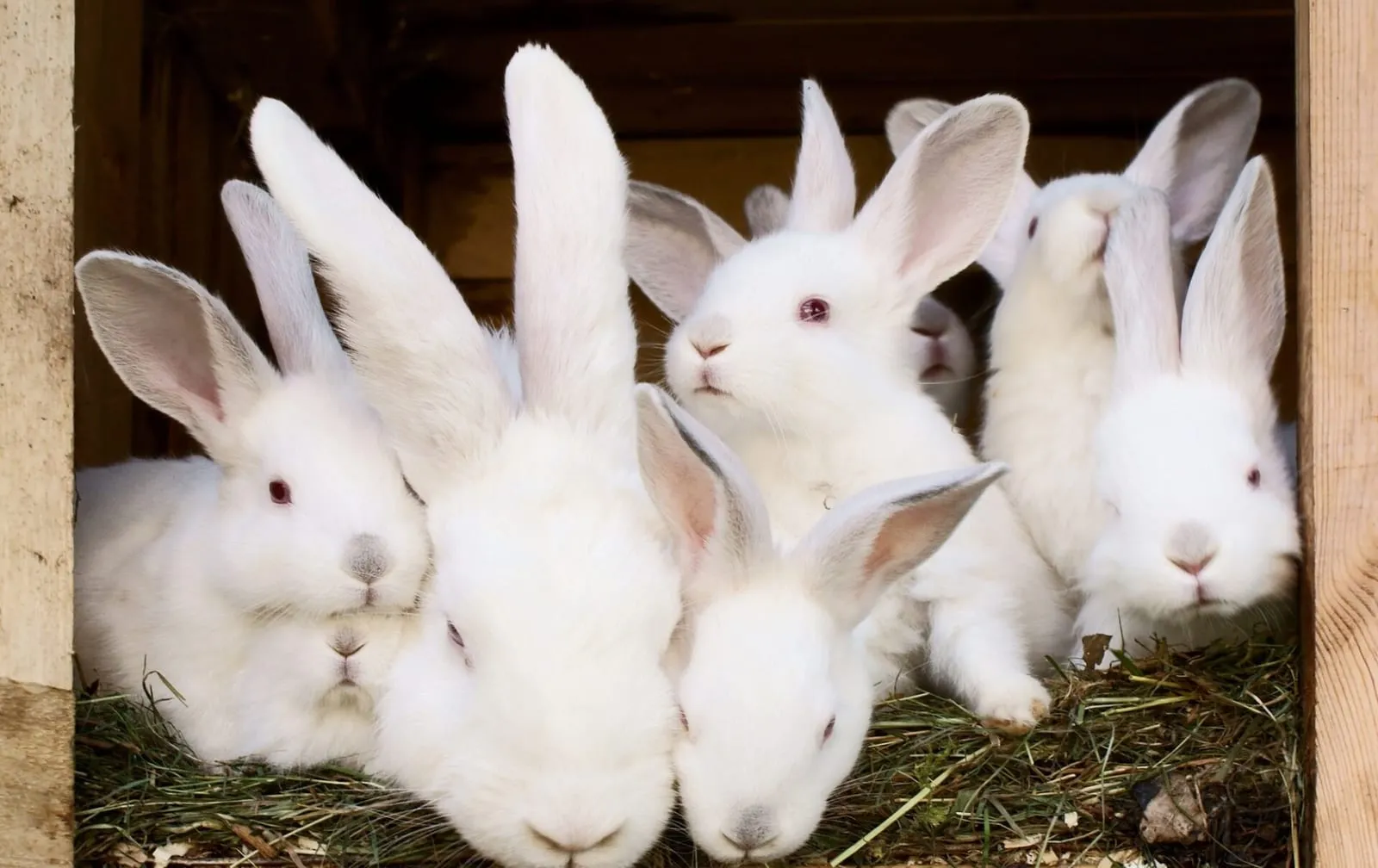 Rabbit with her children peeking out of a hutch