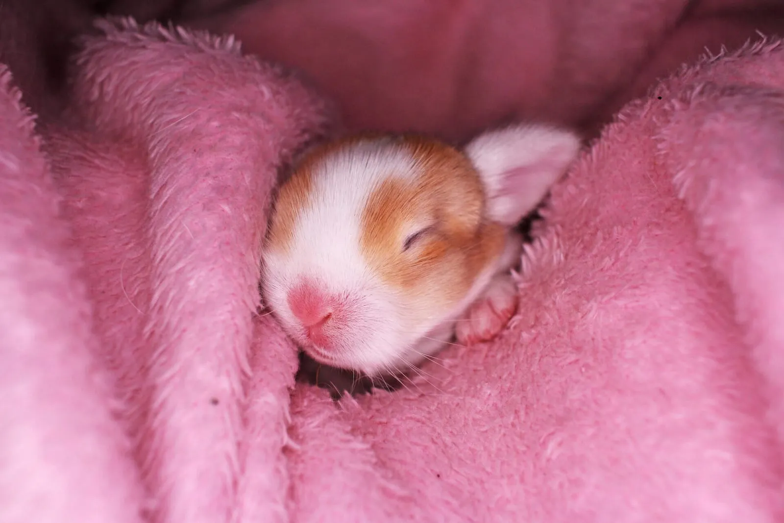 Newborn rabbit
