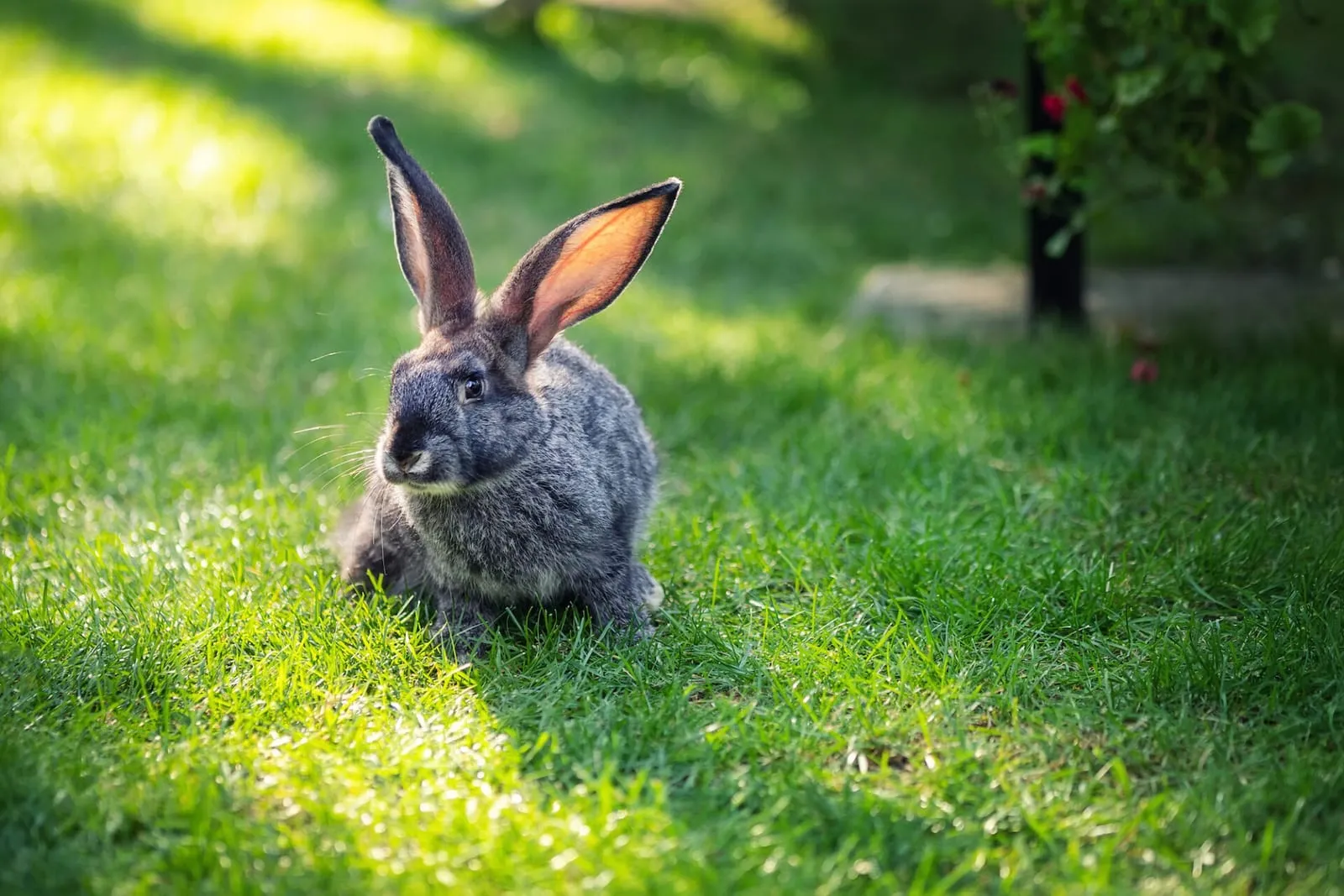 Rabbit sitting in a field