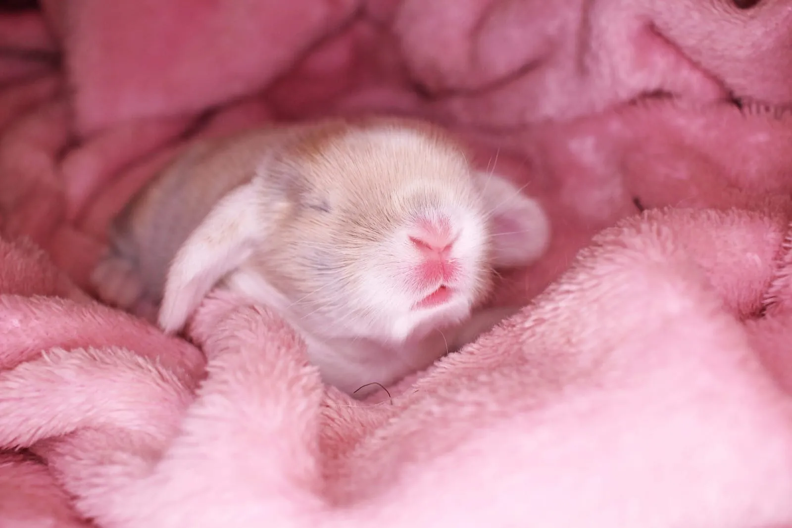 Newborn rabbit