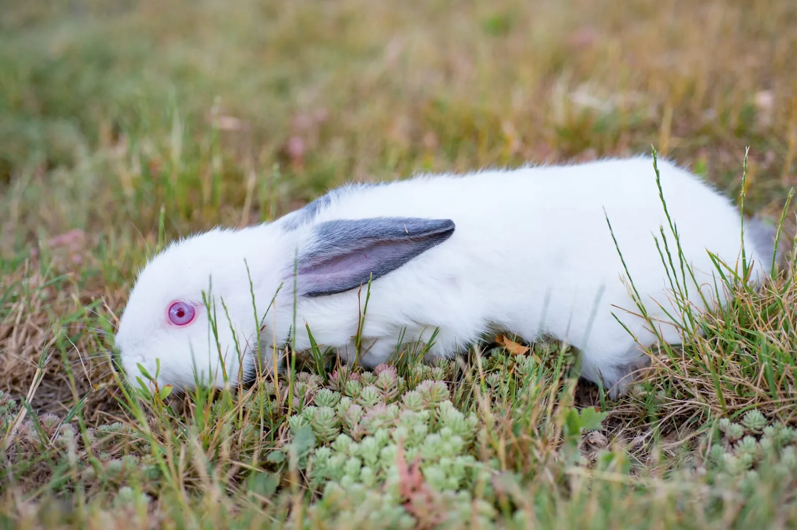 Rabbit on a field looking scared