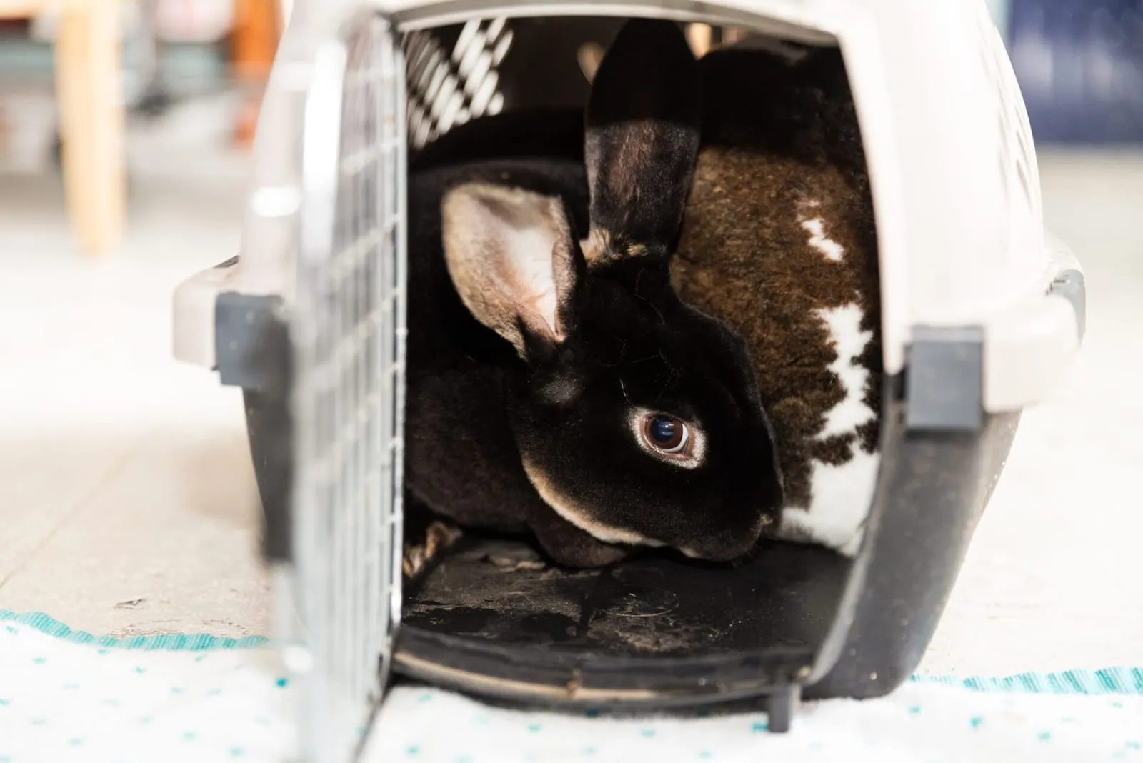 Rabbit inside a carrier