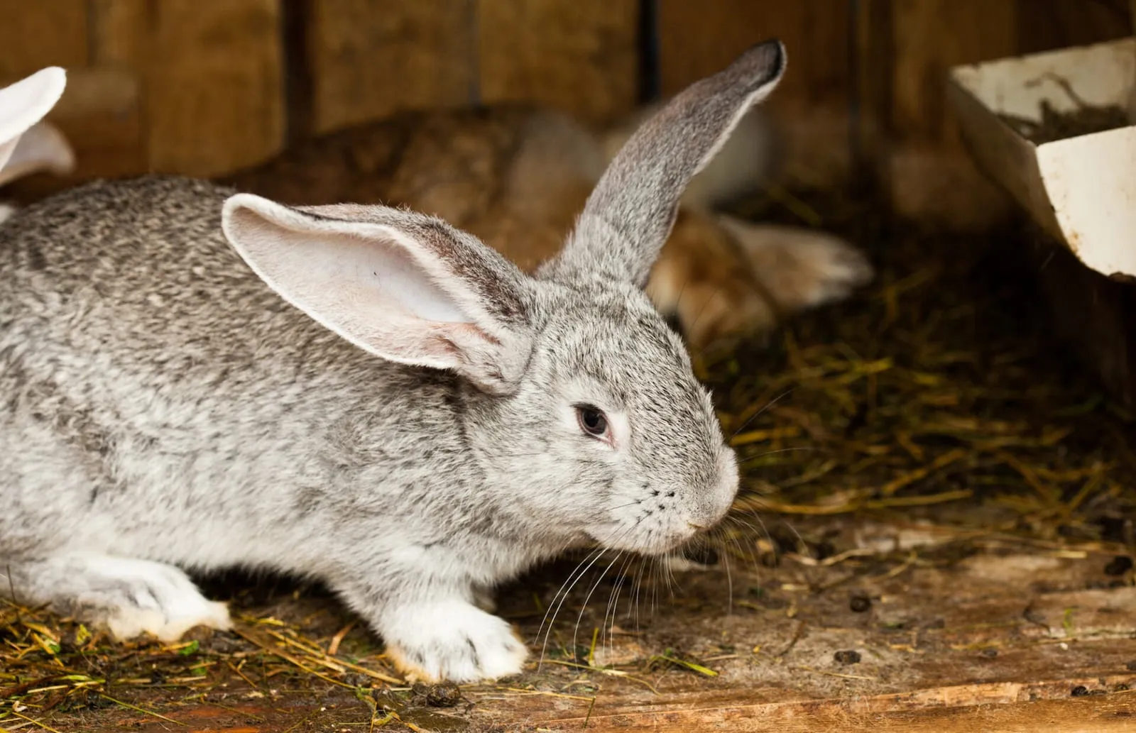 Rabbit inside a hutch