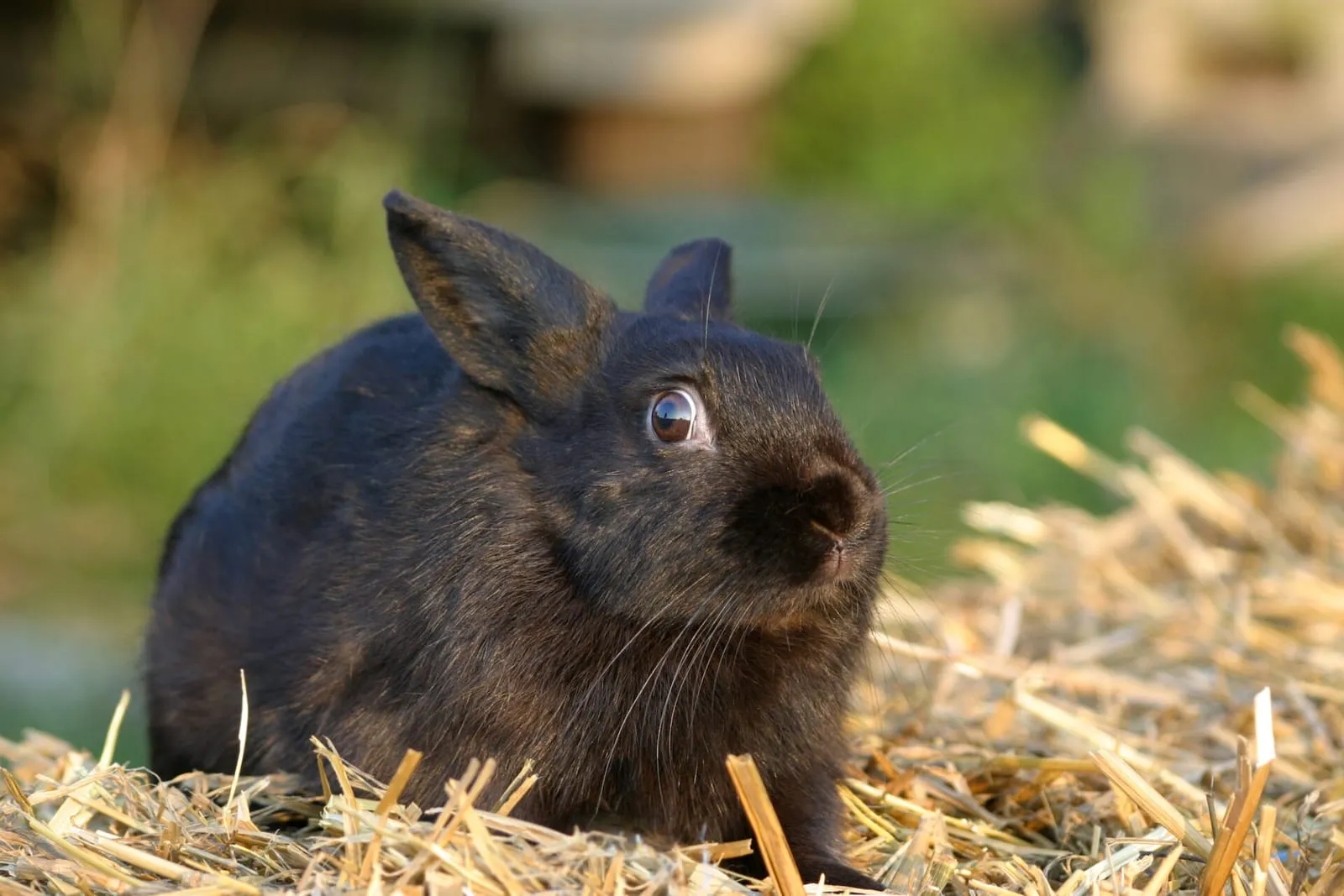 Rabbit looking a bit surprised
