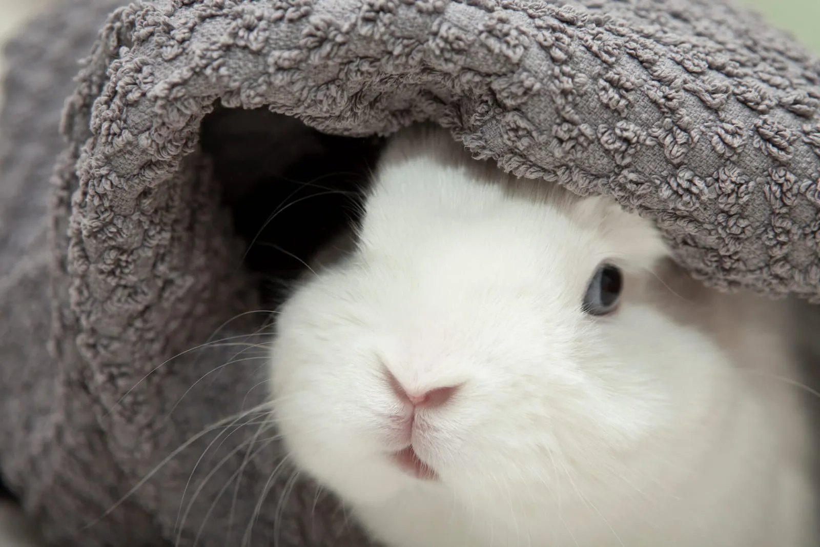 Rabbit peeking out of a towel