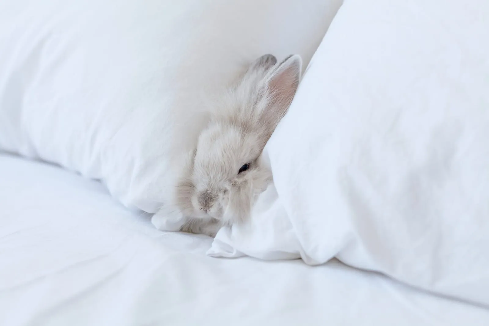 Rabbit with head peeking out from next to pillows