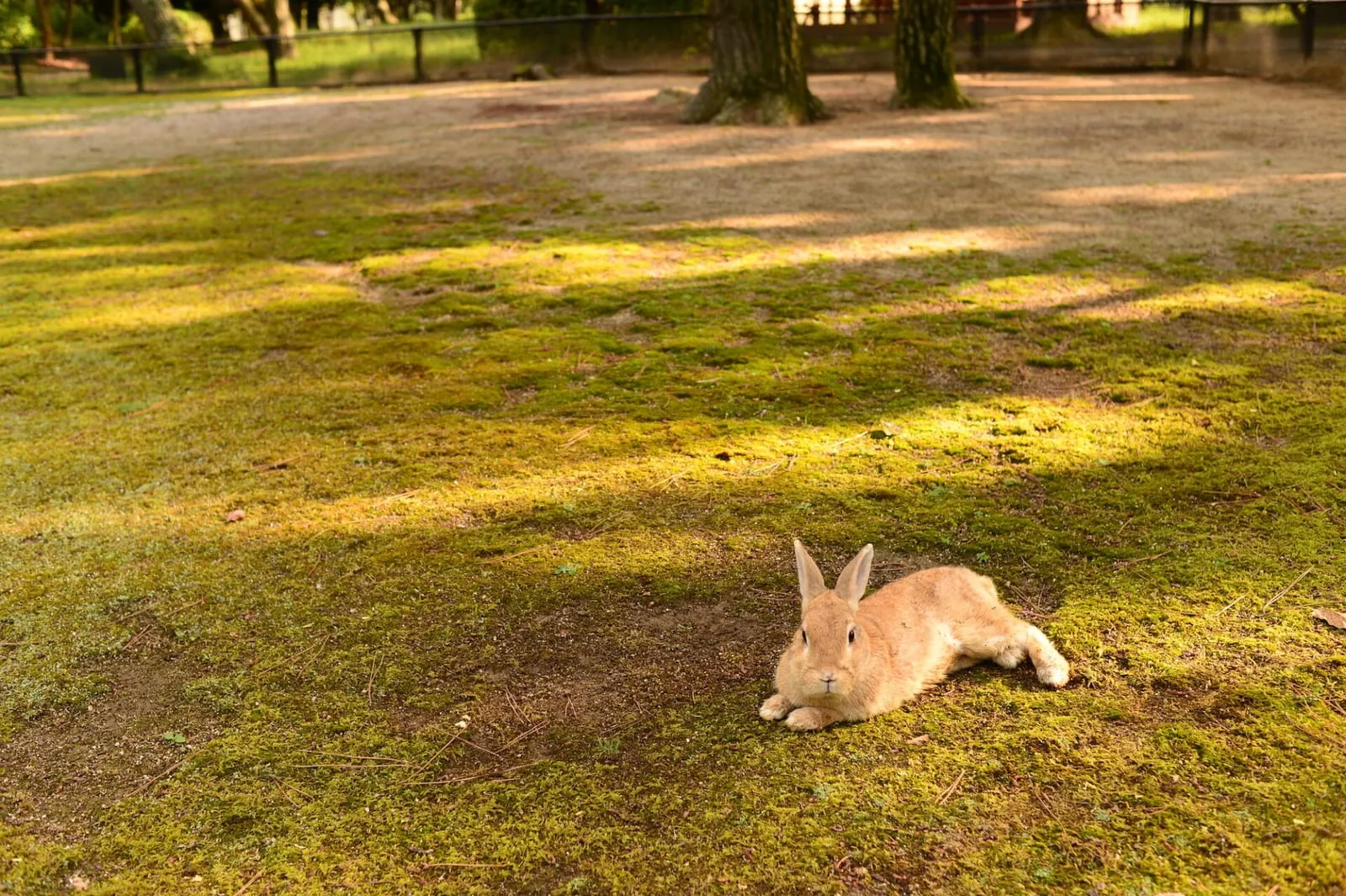 Rabbit in a sunny park