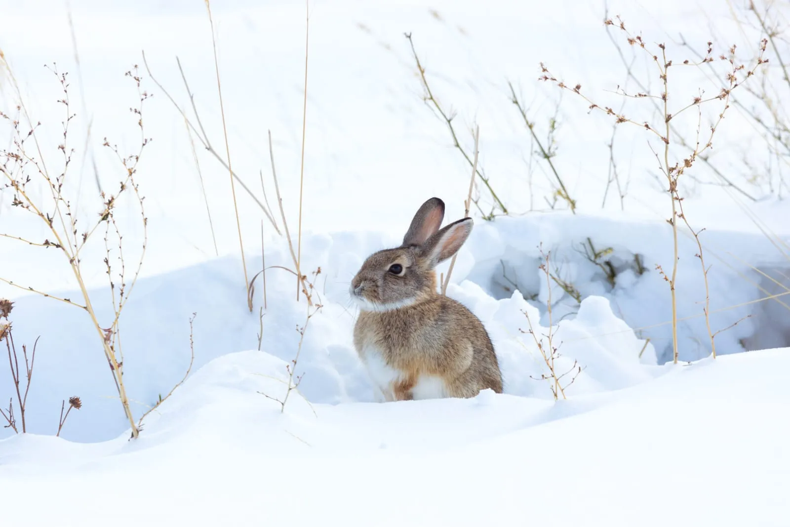 Rabbit on a snowy field