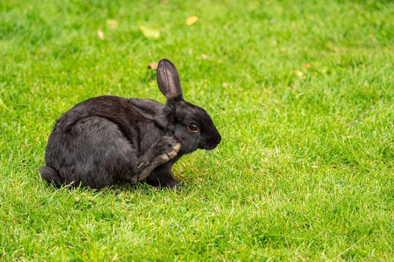 Black rabbit scratching itself