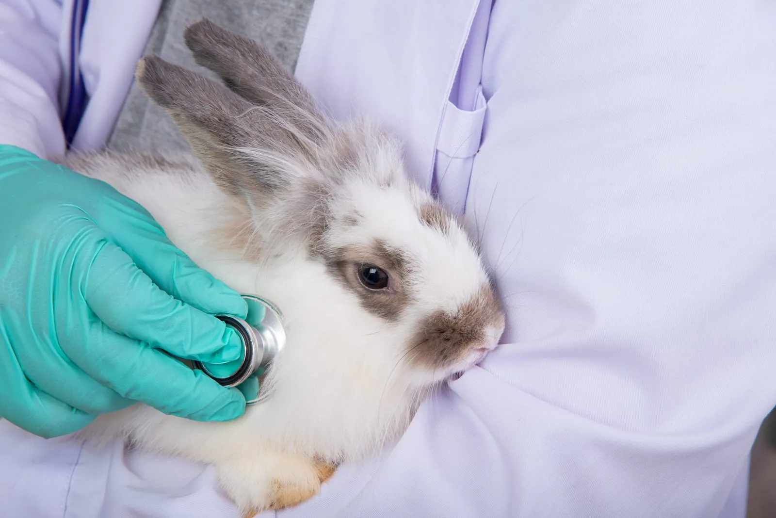 Rabbit being examined by vet