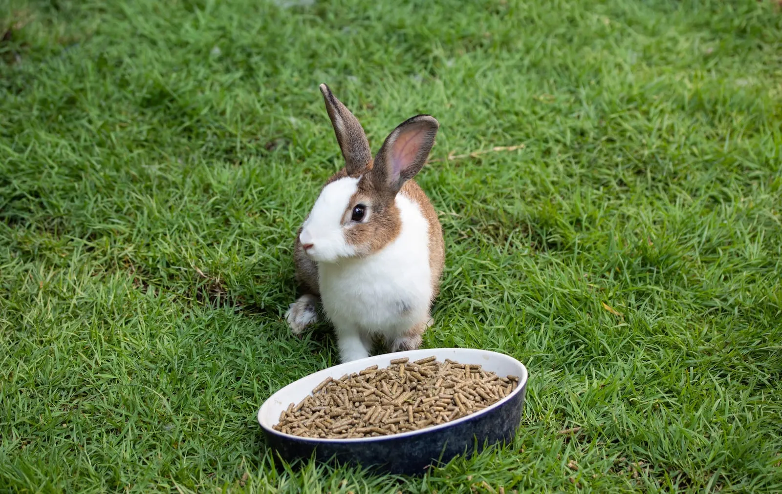 Rabbit next to a bowl of food outside
