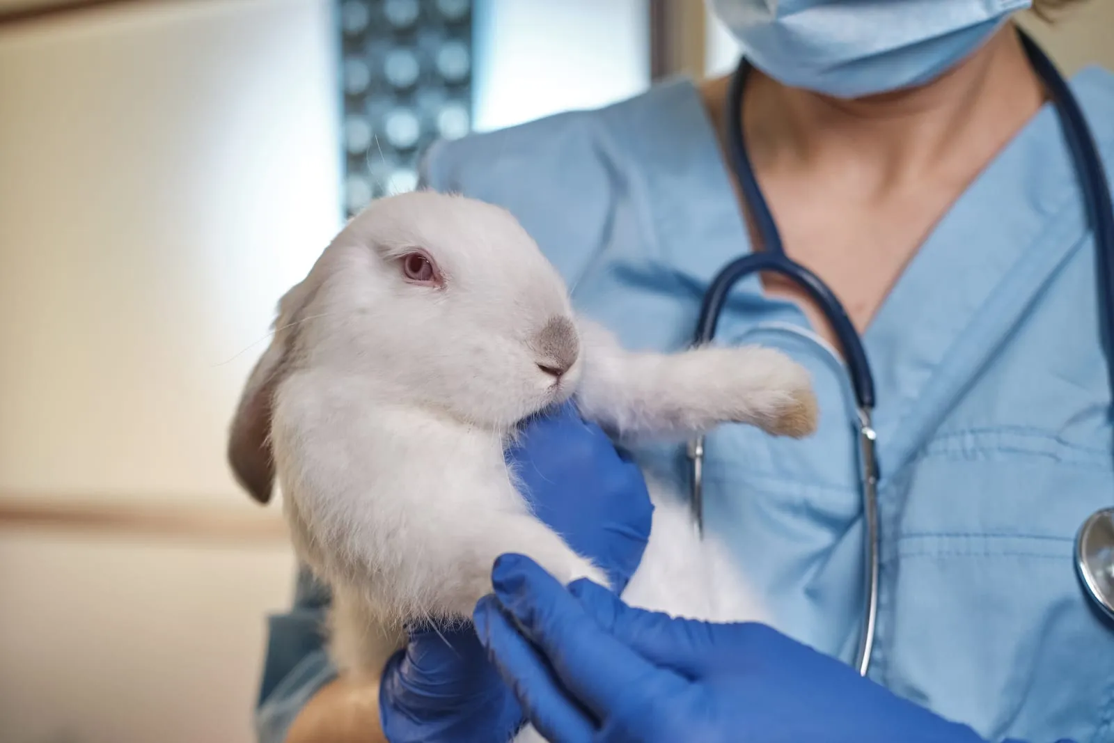Vet checking white rabbit