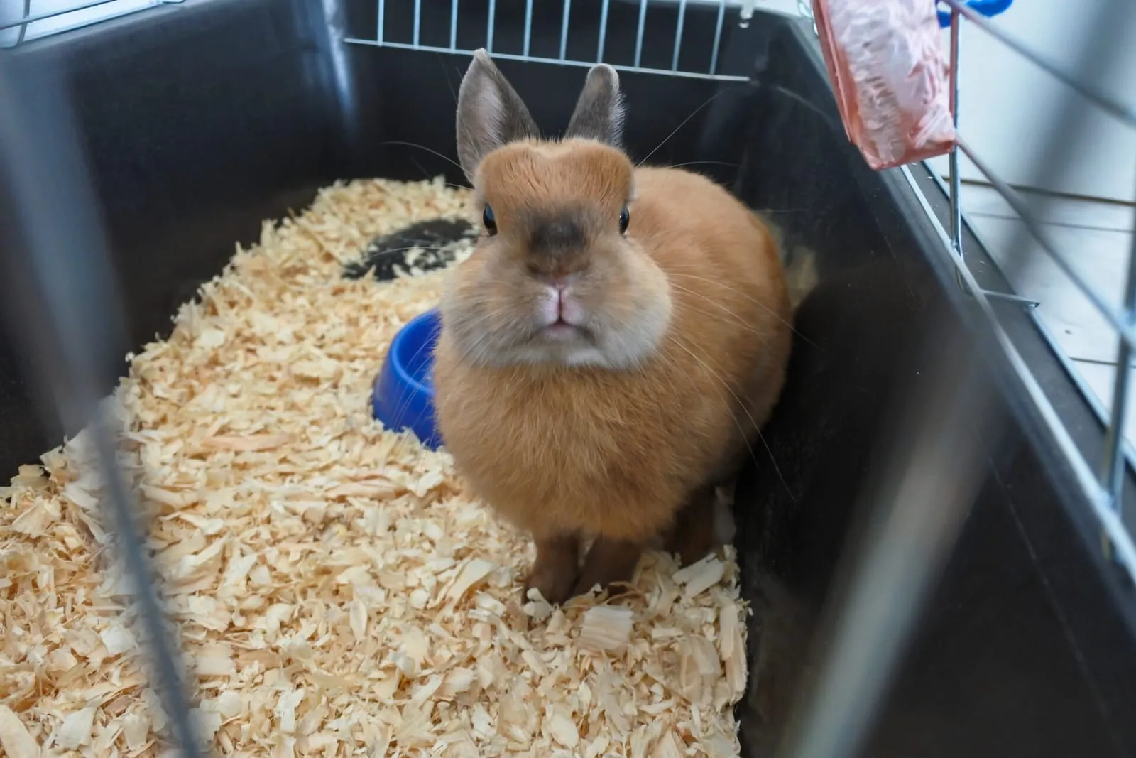 Closeup of a rabbit front on in a hutch