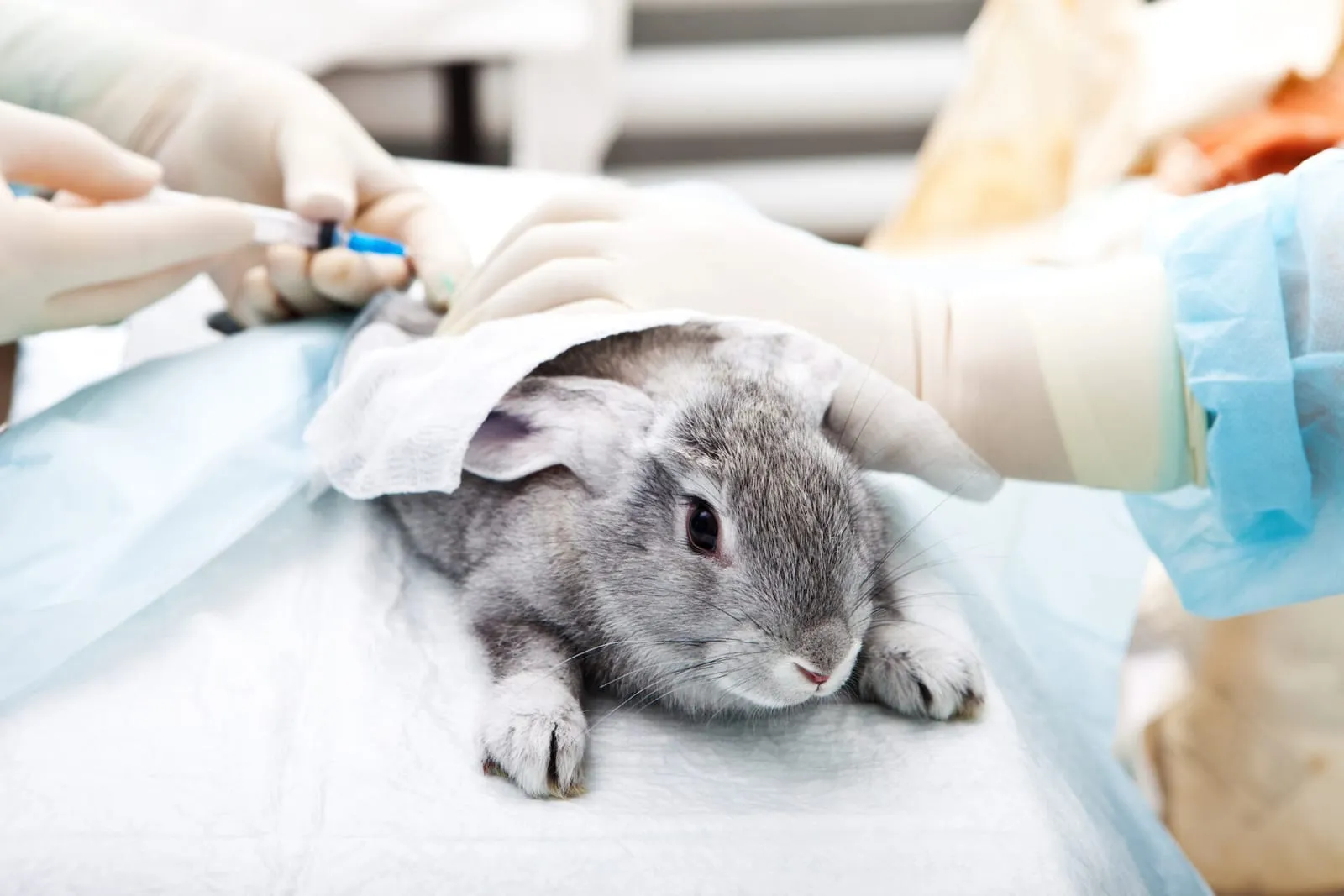 Rabbit being injected by a vet