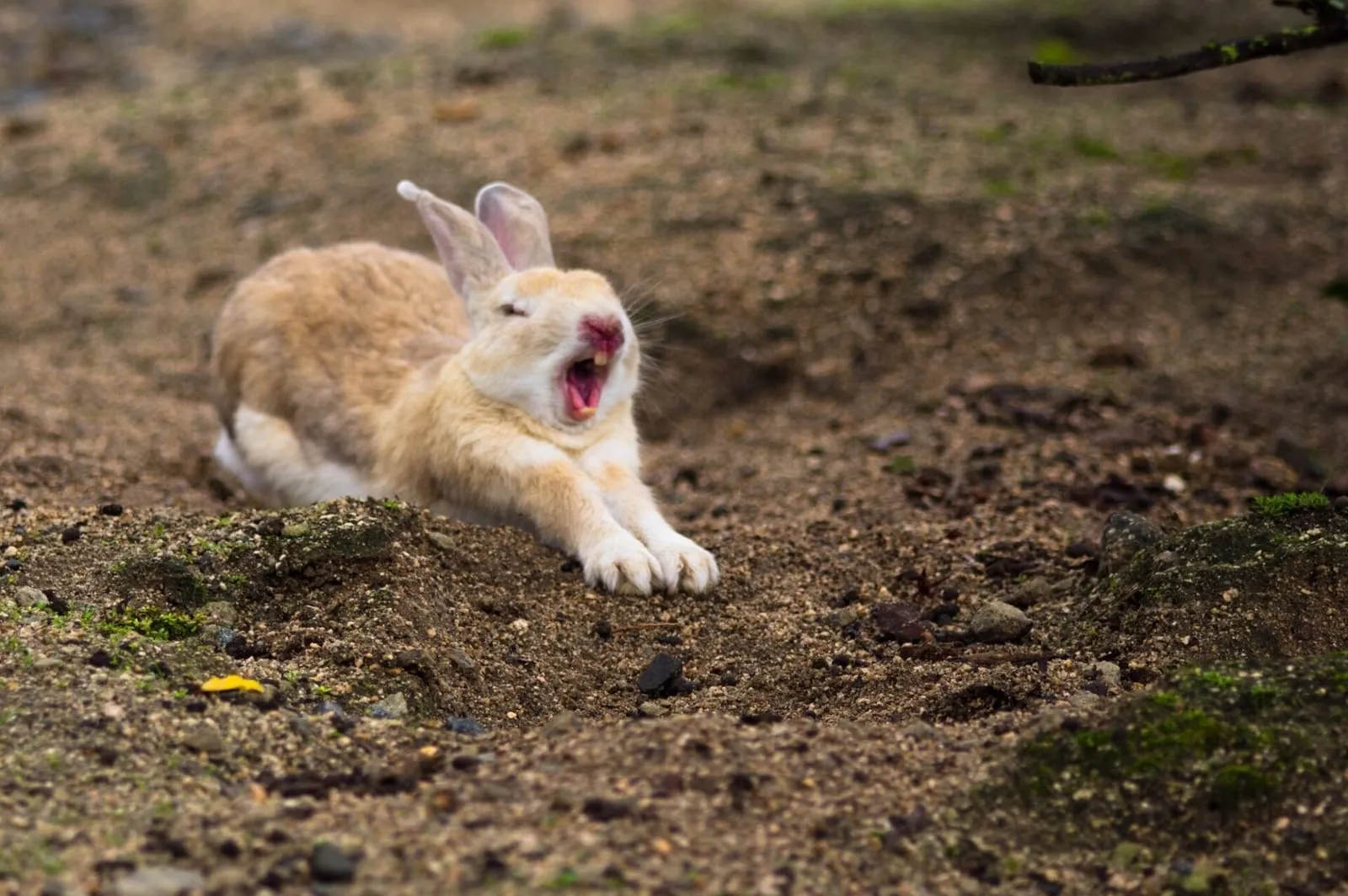 Rabbit yawning on soil