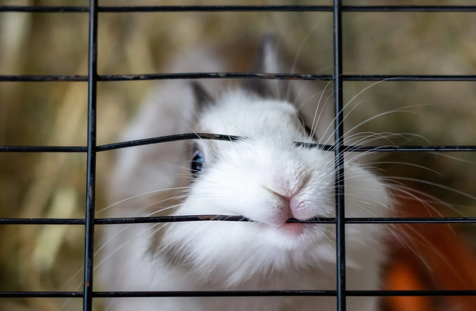 Rabbit biting a cage