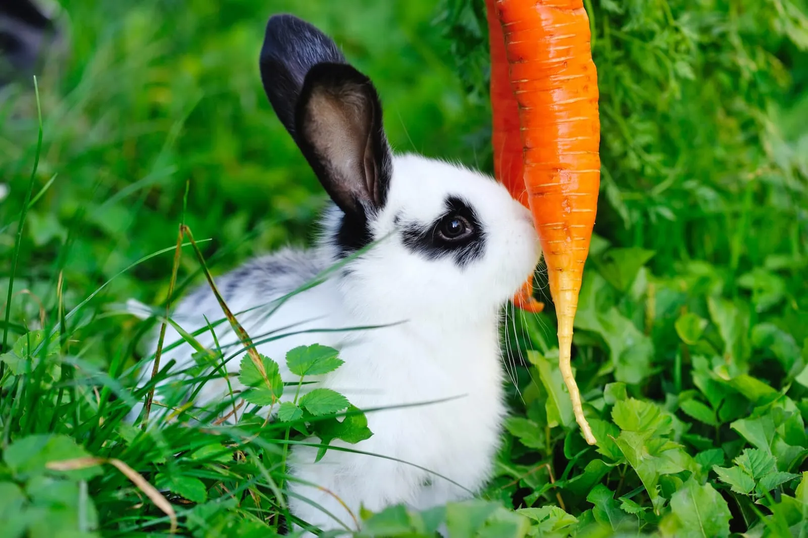 Rabbit eating a carrot